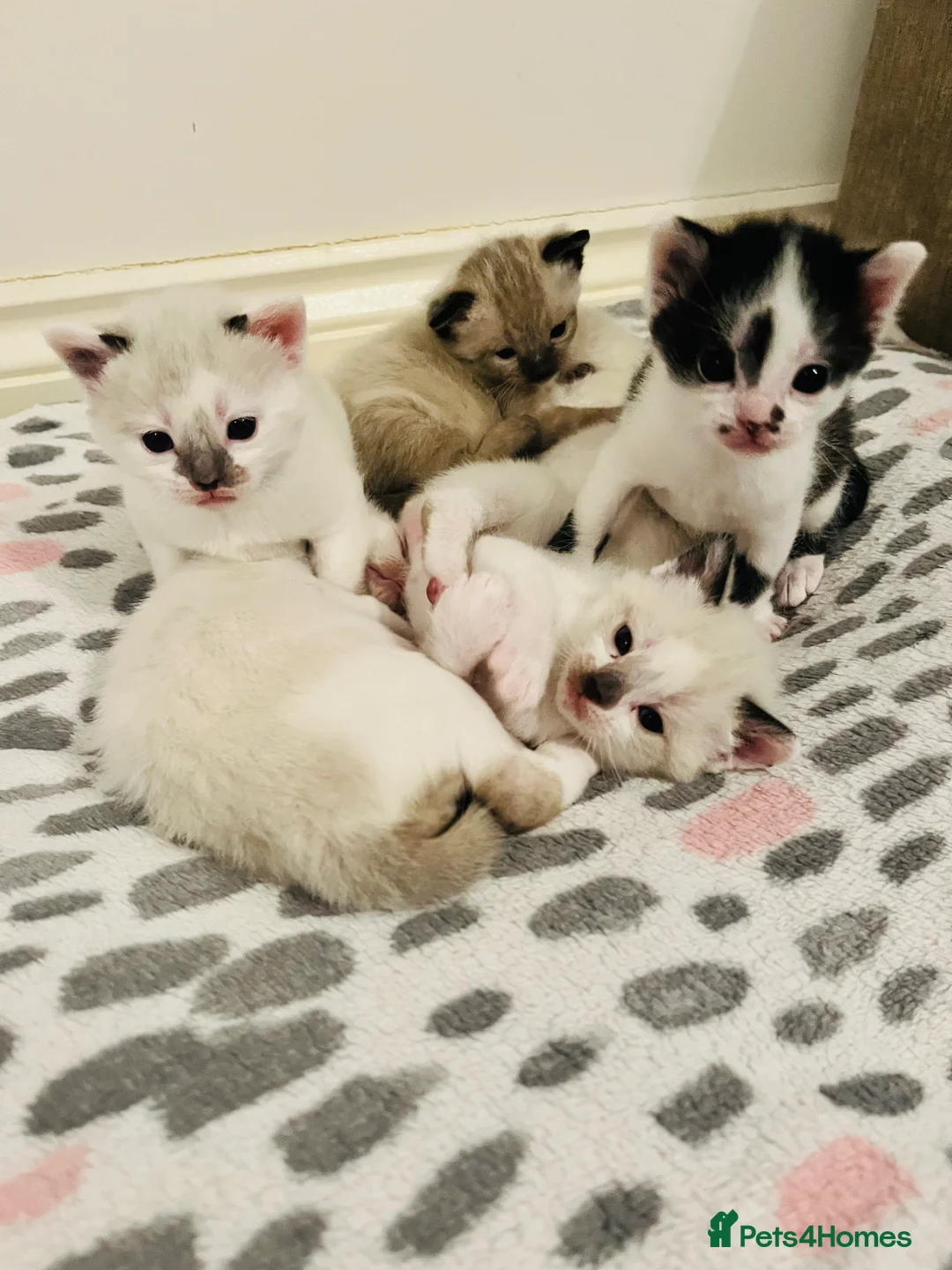 Mixed Breed cats for sale: Gorgeous Snowshoe Siamese Kittens  - Advert 19
