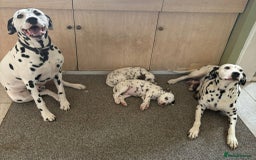 Dalmatian dogs for sale: 2 handsome chunky liver spotted boys  - Image 2
