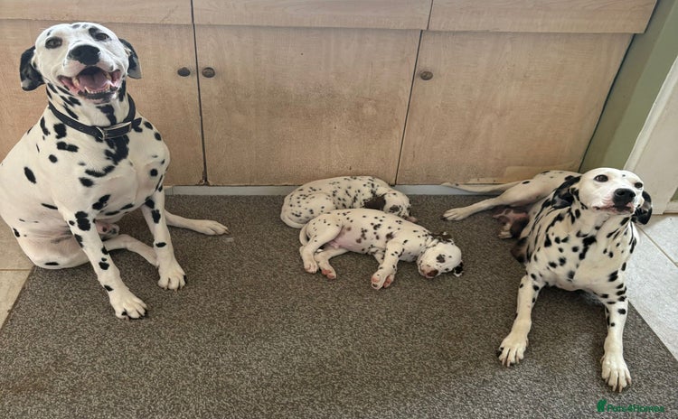 Dalmatian dogs - Advert 3