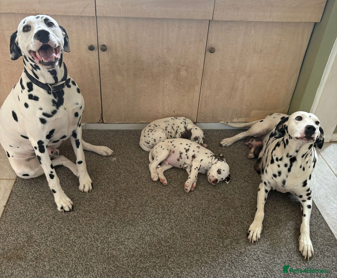 Dalmatian dogs for sale: 2 handsome chunky liver spotted boys  - Image 2