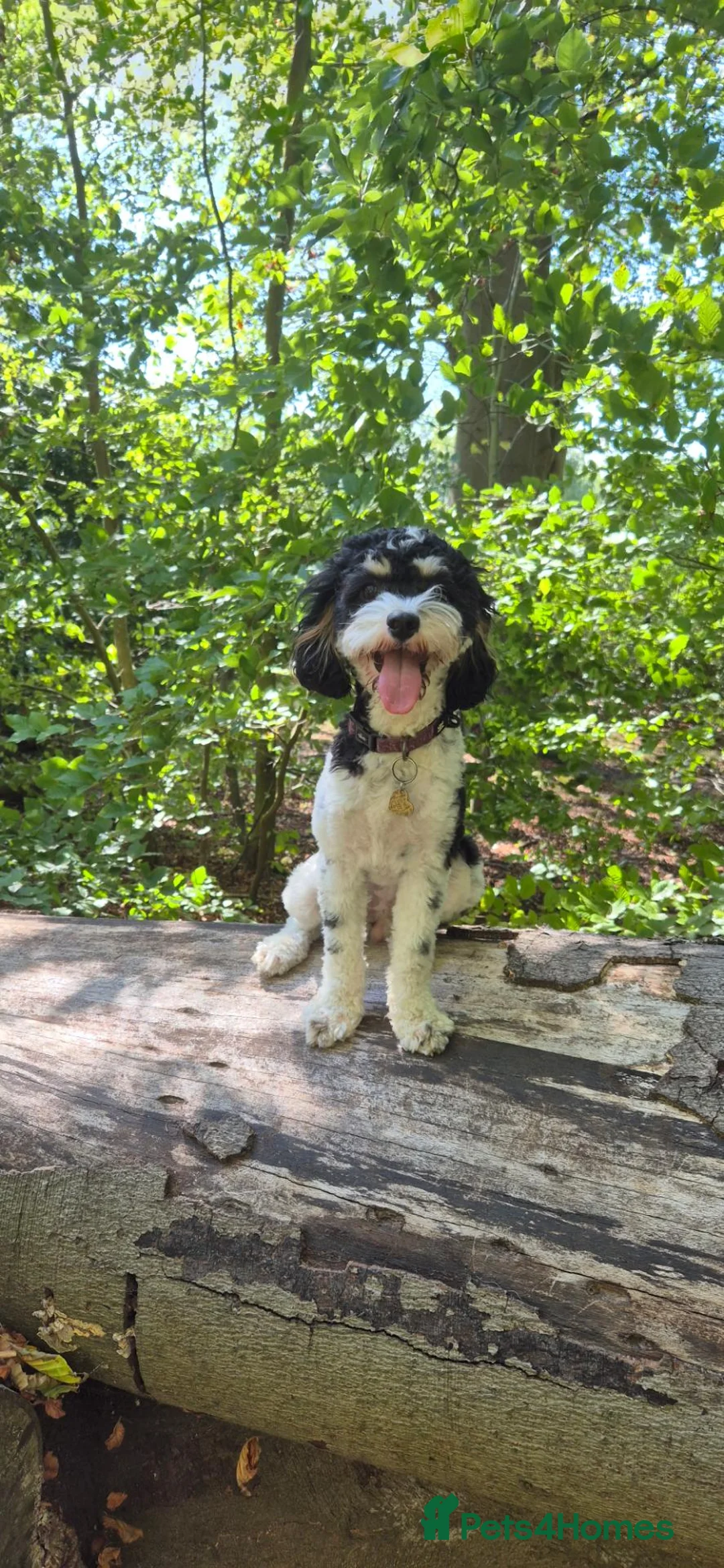 Cavapoo dogs for sale: Waiting List is now open! - Advert 2