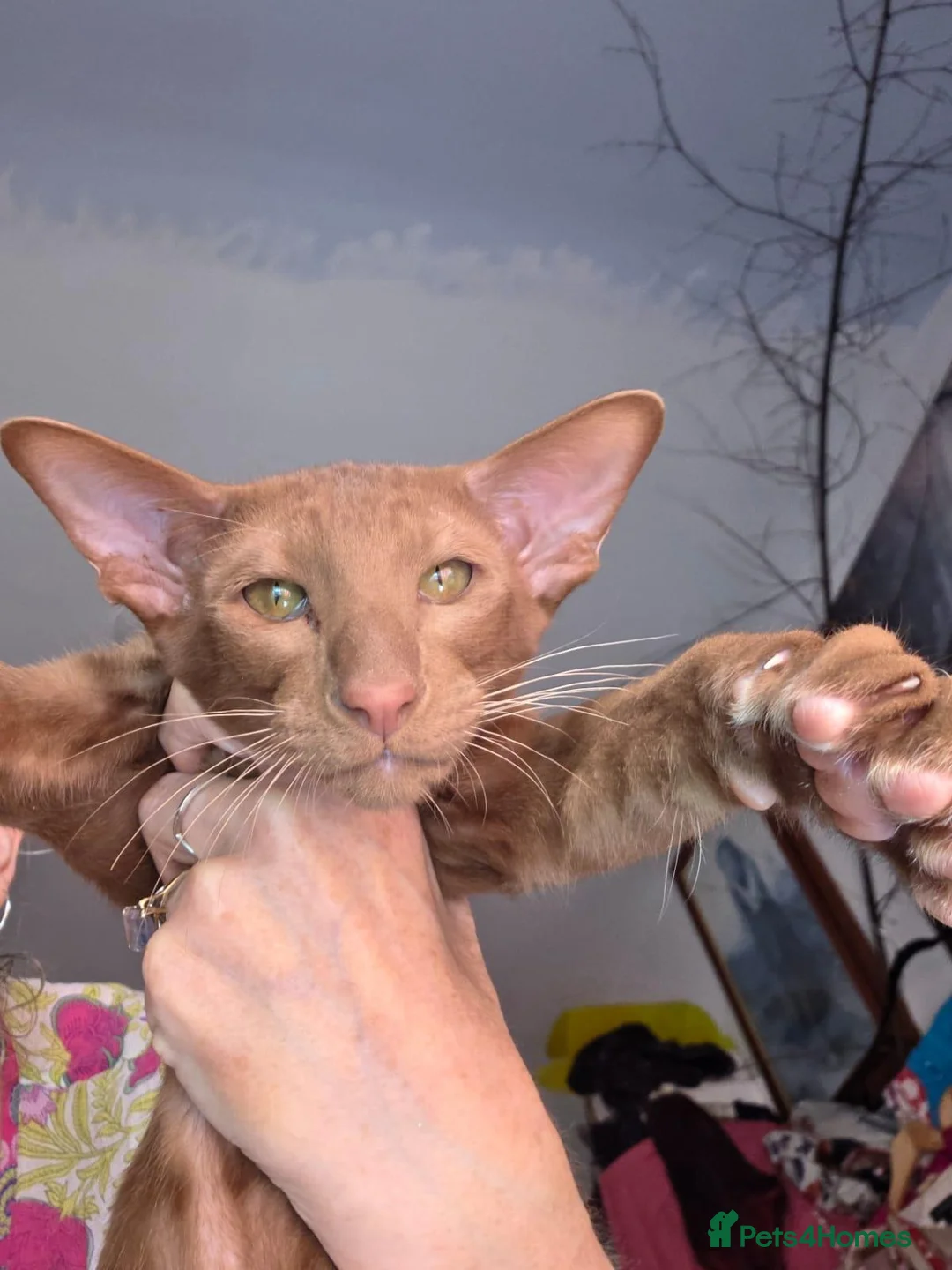 Oriental cats for sale: Cinnermon Oriental Shorthair Boy in Westgate-on-Sea - Advert 5
