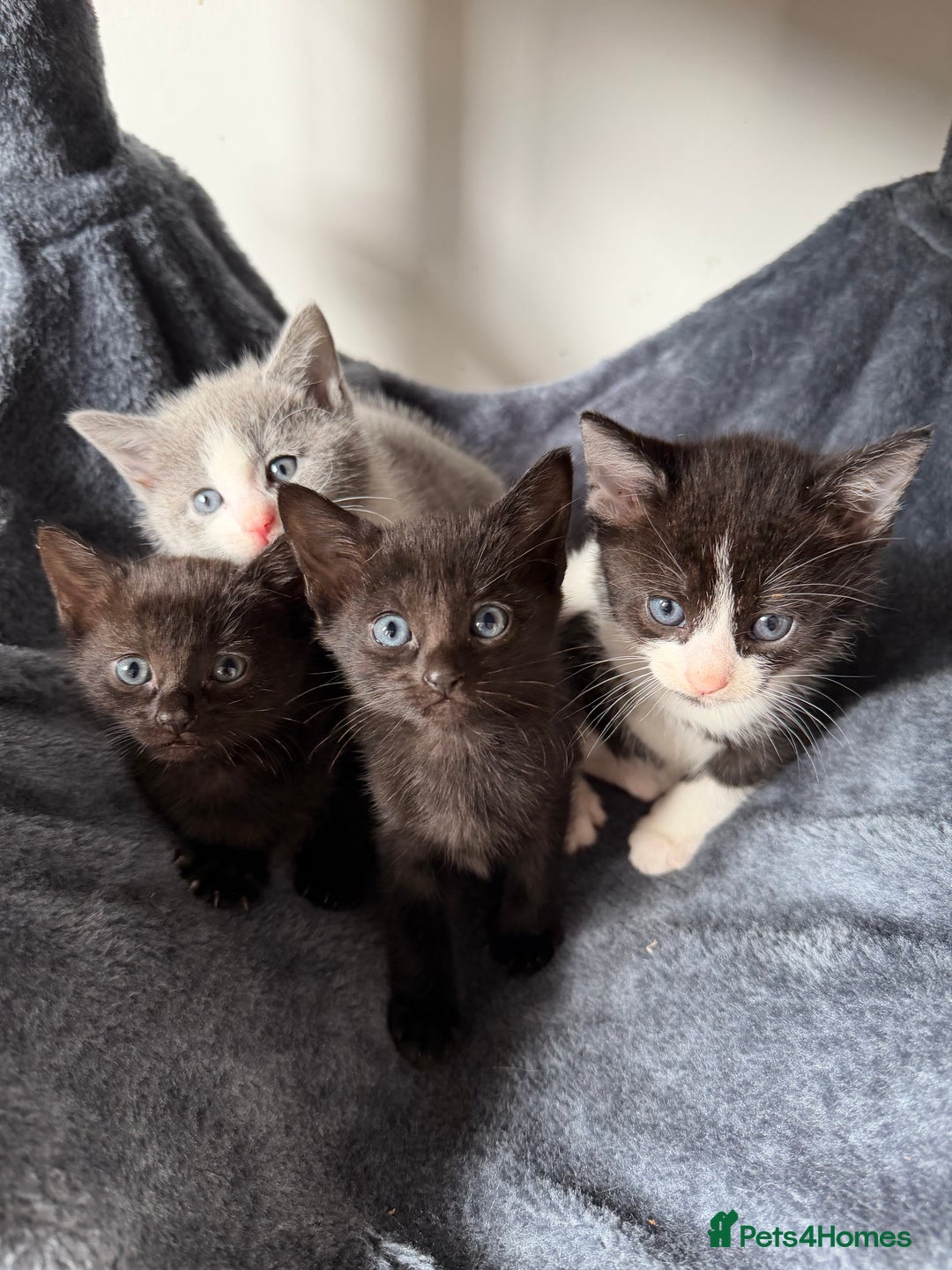 Russian Blue cats for sale: “Black Panther” Gorgeous Russian Blue Mixed breed! - Advert 3