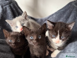 Russian Blue cats Russian Blue Mixed breed! - Advert 2