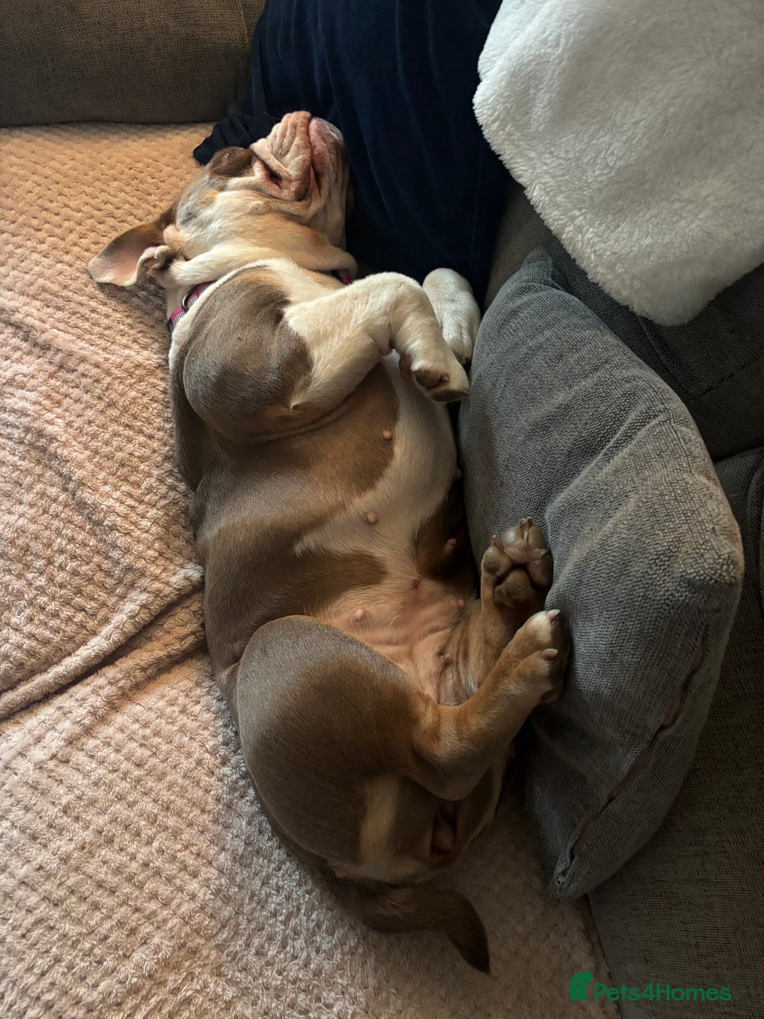 Mixed Breed dogs for sale: New English Bulldog - Advert 4