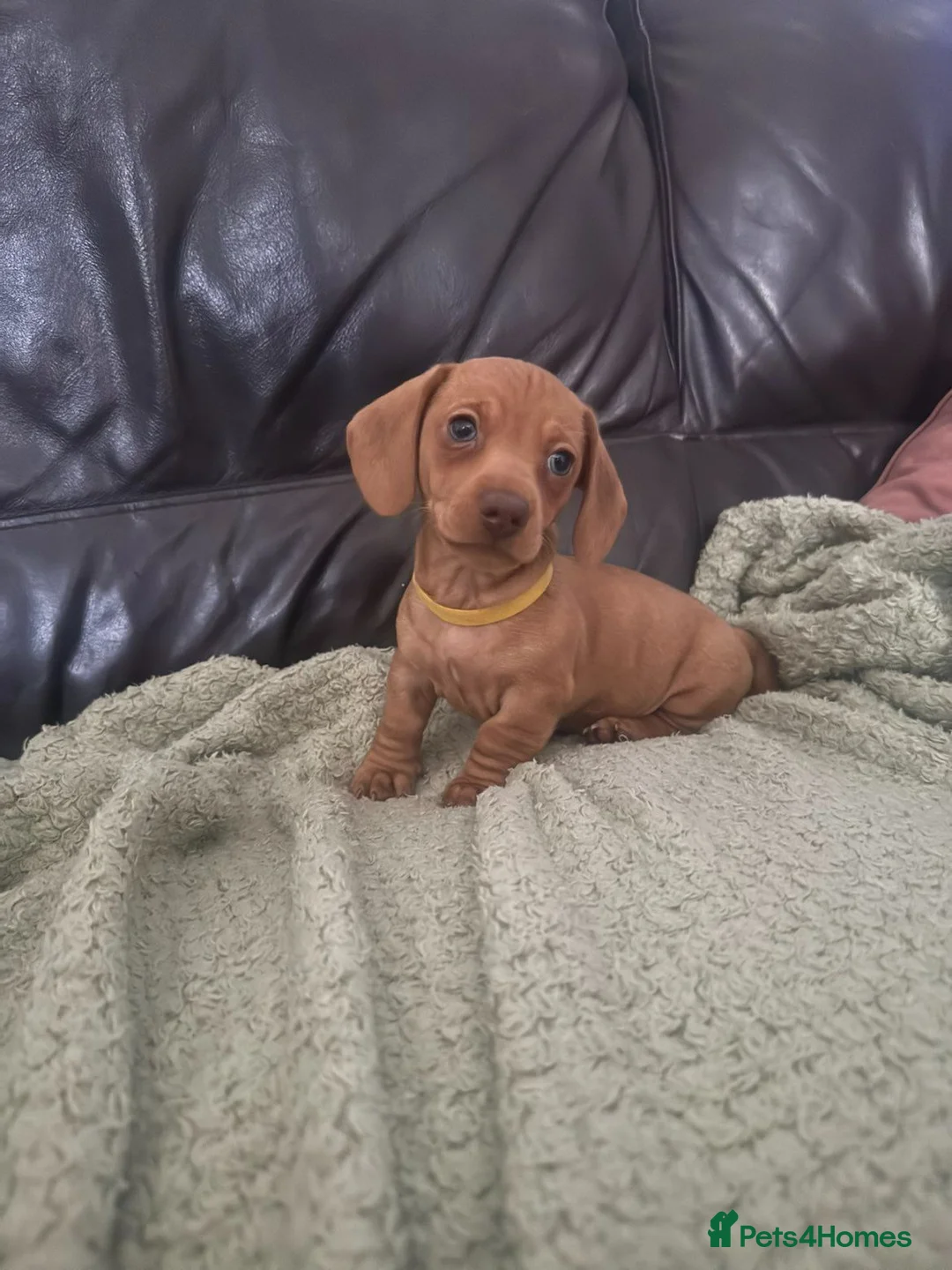 Miniature Dachshund dogs for sale: Beautiful Minature Dachsund's for sale - Advert 36