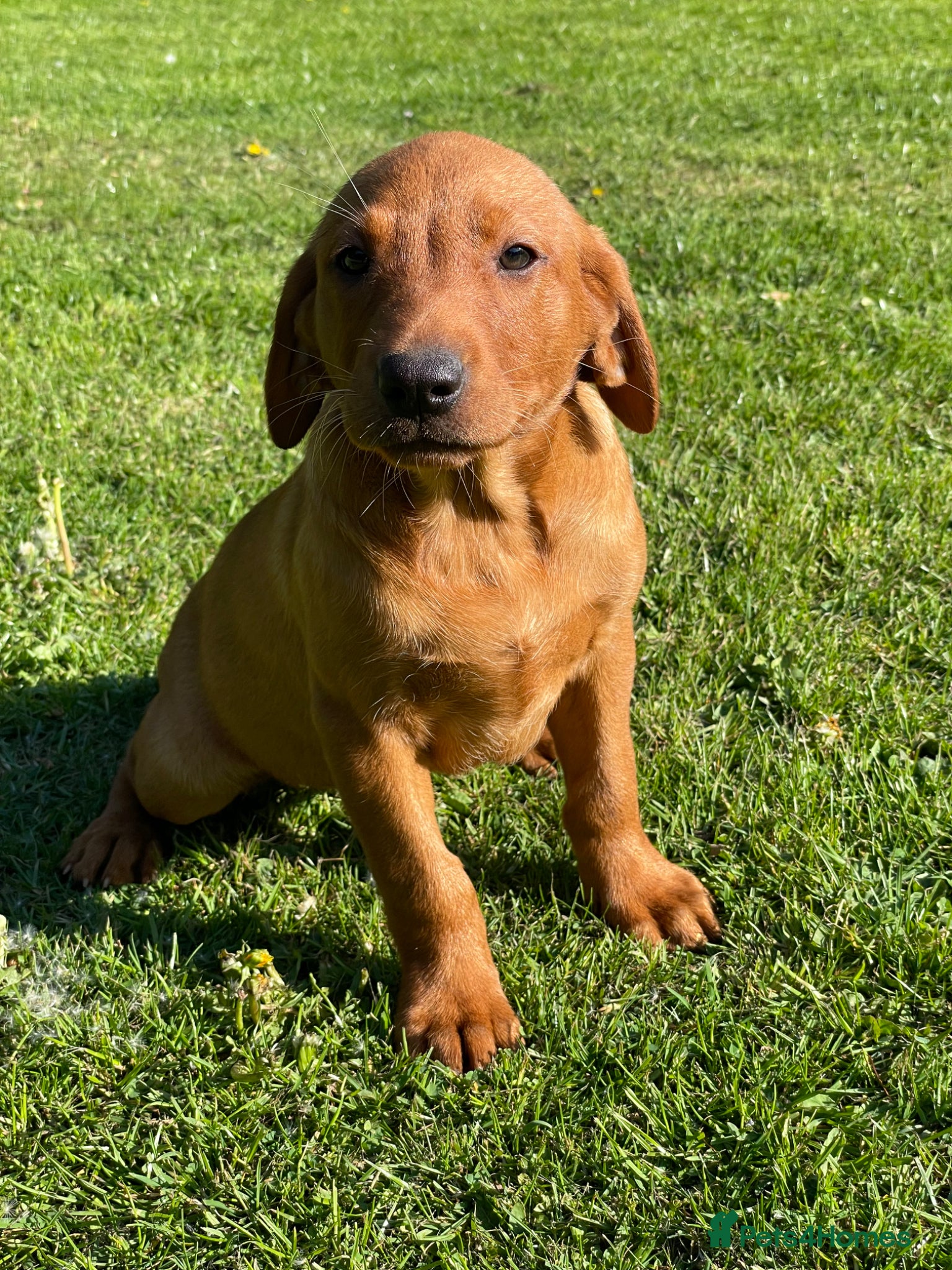 Labrador Retriever dogs Dark Girl Fox Red Labrador For Sale - Advert 5