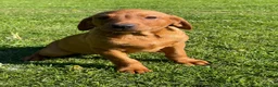 Labrador Retriever dogs for sale: Dark Girl Fox Red Labrador For Sale - Advert 8