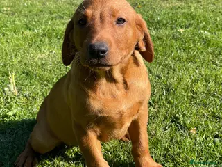 Labrador Retriever dogs Dark Girl Fox Red Labrador For Sale - Advert 5