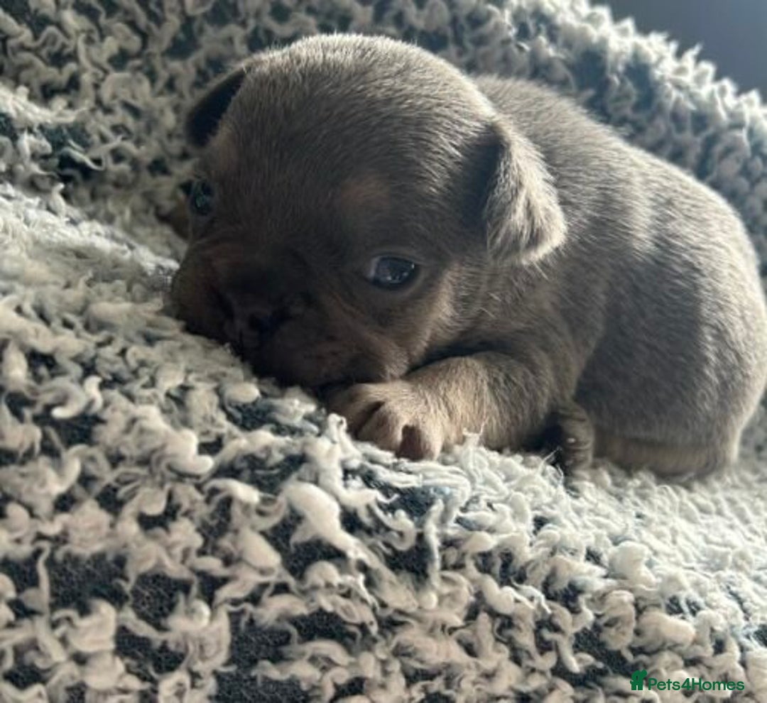 French Bulldog dogs for sale:  French Bulldog Puppy Brings Joy  - Advert 6