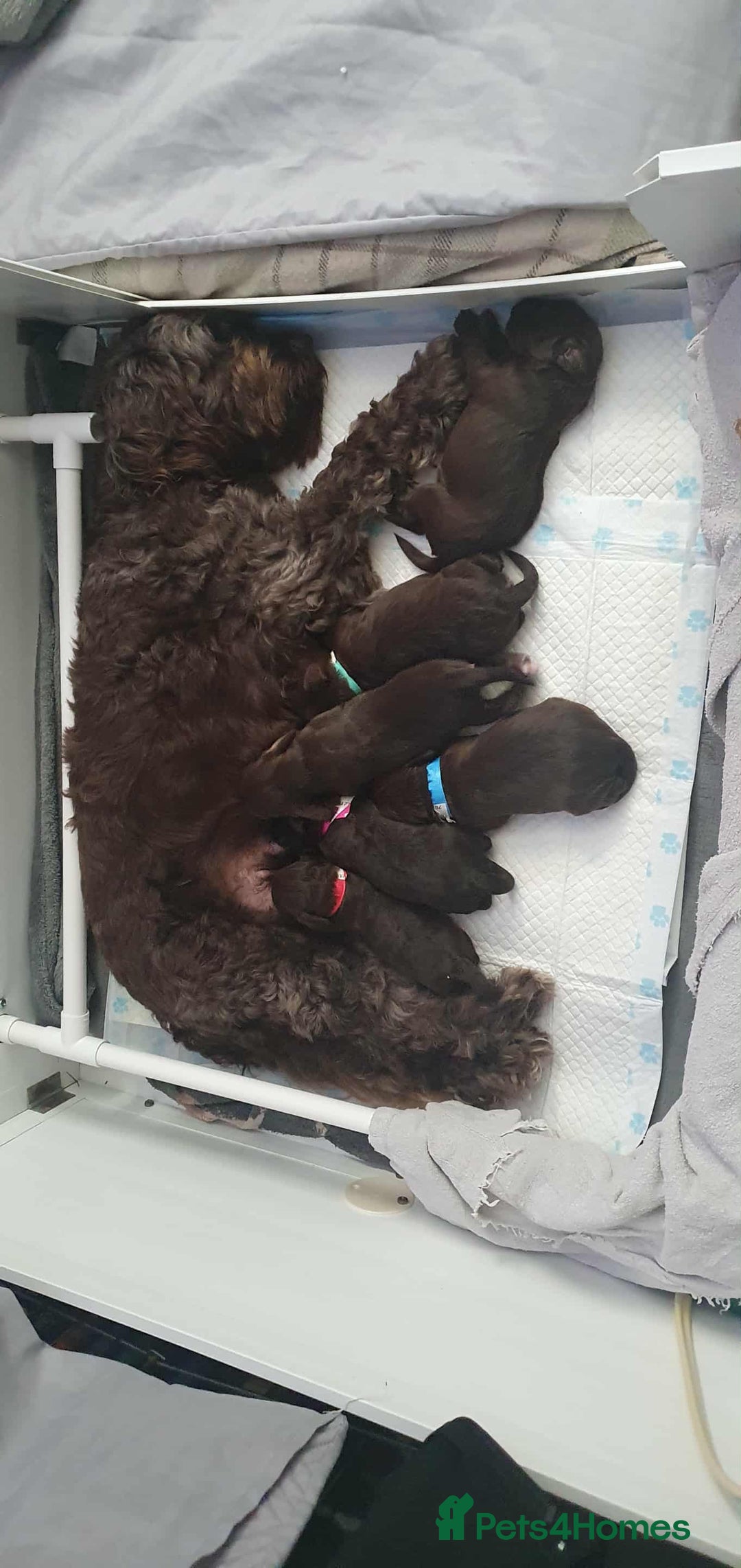 Cockapoo dogs for sale: Beautiful litter of F2 cockapoos  - Image 12