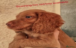 Cocker Spaniel dogs for sale: Cockerspaniel fox red stunning puppies 🐶  - Image 33