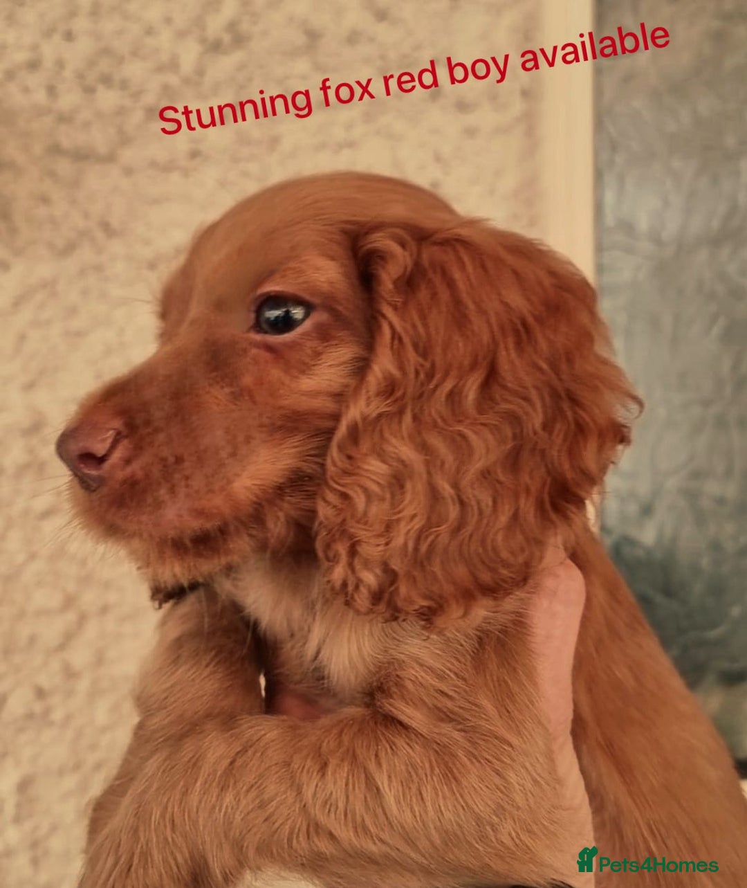 Cocker Spaniel dogs for sale: Cockerspaniel fox red stunning puppies 🐶  - Image 33