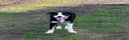 Border Collie dogs for sale: 9 month old male Border Collie  - Advert 4