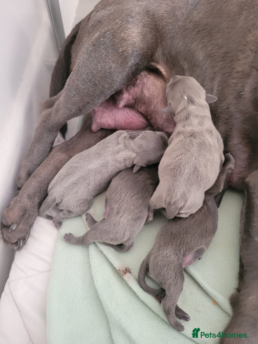 Staffordshire Bull Terrier dogs for sale: Bluebullz☆bullscaff☆5☆☆£2500☆ - Advert 5