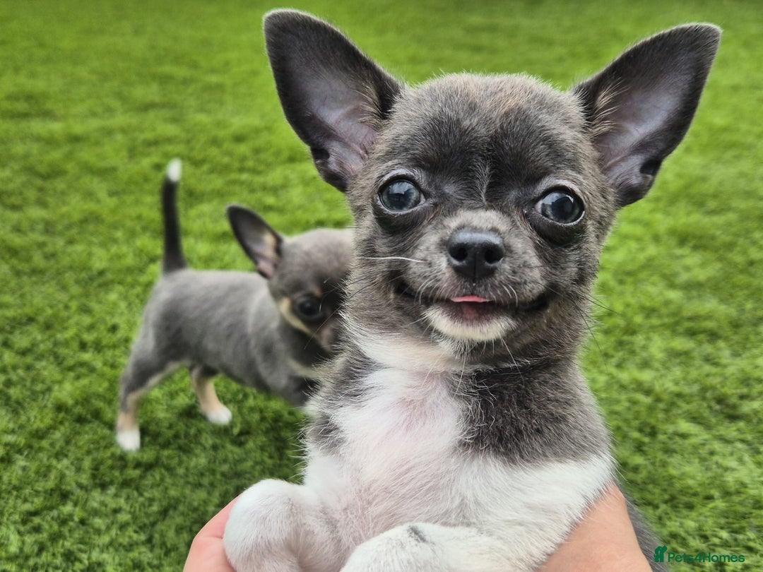 Chihuahua dogs for sale: Chihuahua female puppies  - Image 8