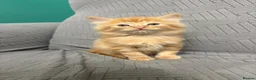 Mixed Breed cats for sale: fluffy kittens looking for their forever home  - Advert 13