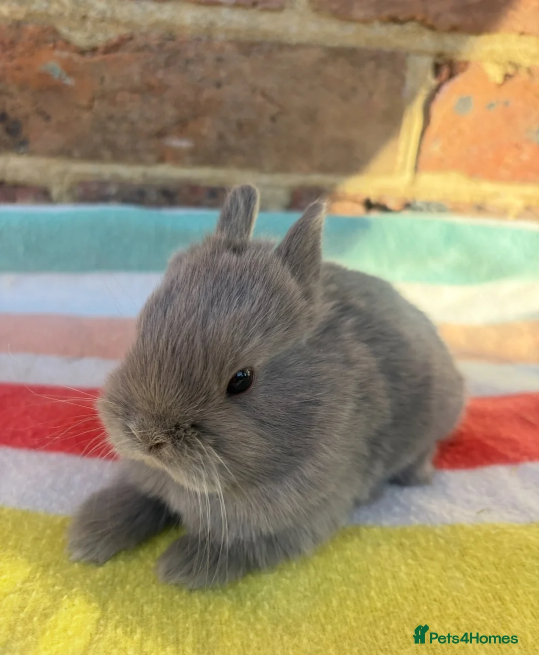 Netherland Dwarf rabbits for sale: Friendly Netherland Dwarf bunnies - Advert 14