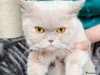 British Shorthair cats British Shorthair Fawn Tortie Female (Spayed) - Advert 1