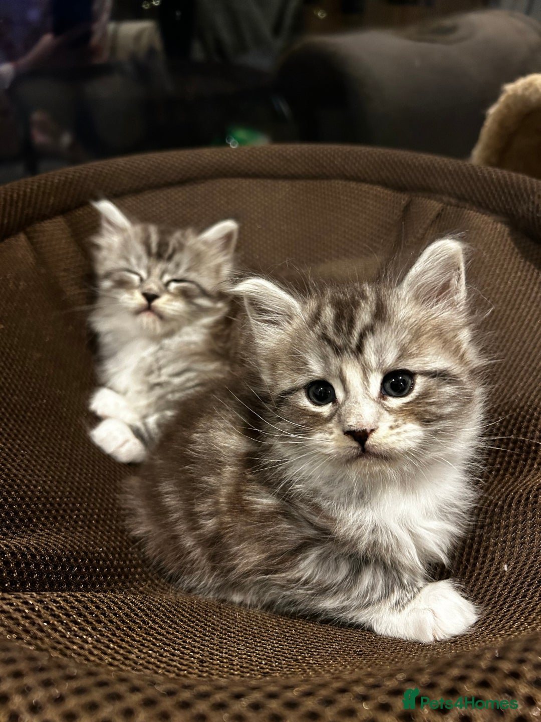 Maine Coon cats for sale: Stunning Purebred Maine Coon Kittens 😺  - Advert 4