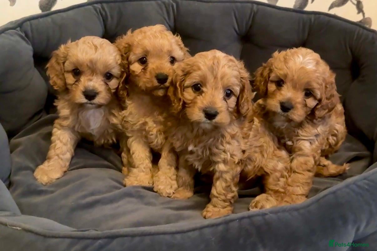 Cavapoo dogs Cavapoos Extensive DNA & Heart tested - Advert 17