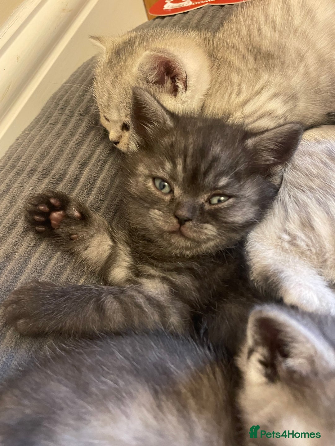 British Shorthair cats for sale: Rare Black Smoke female kitten - Advert 2
