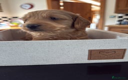 Mini Goldendoodle dogs for sale: Outstanding Goldendoodle puppies  - Image 24