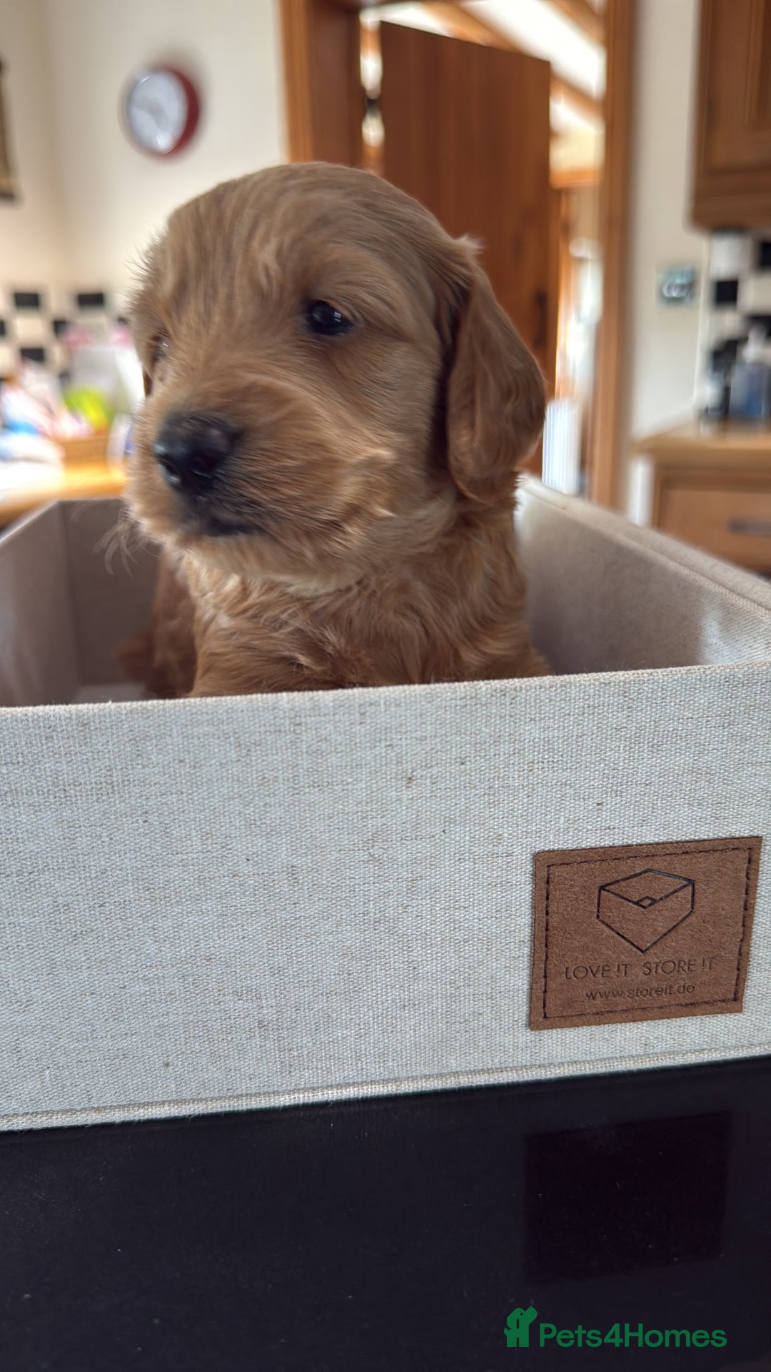 Mini Goldendoodle dogs for sale: Outstanding Goldendoodle puppies  - Image 24