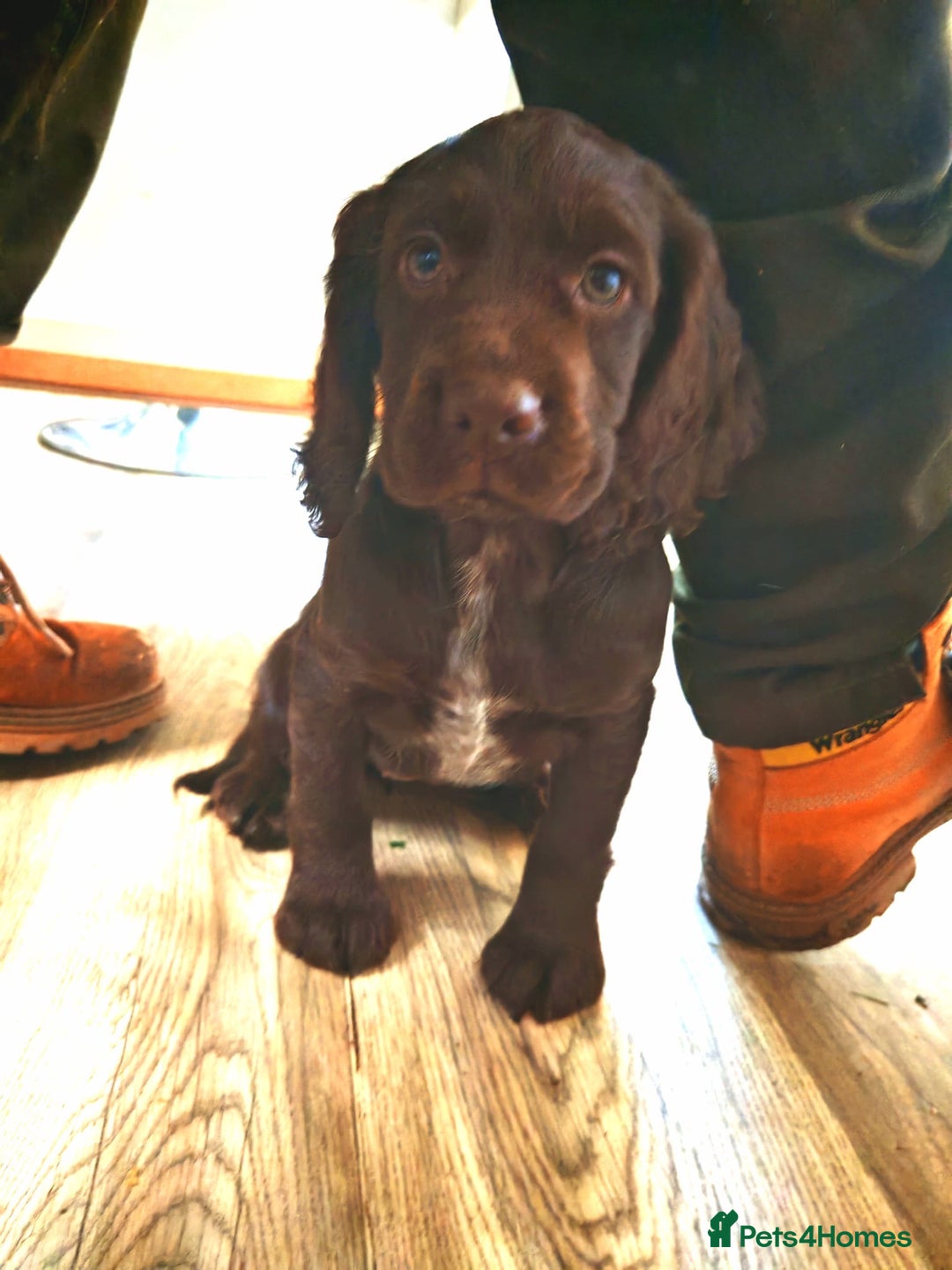 Cocker Spaniel dogs for sale: Cocker spaniel pups - Advert 6