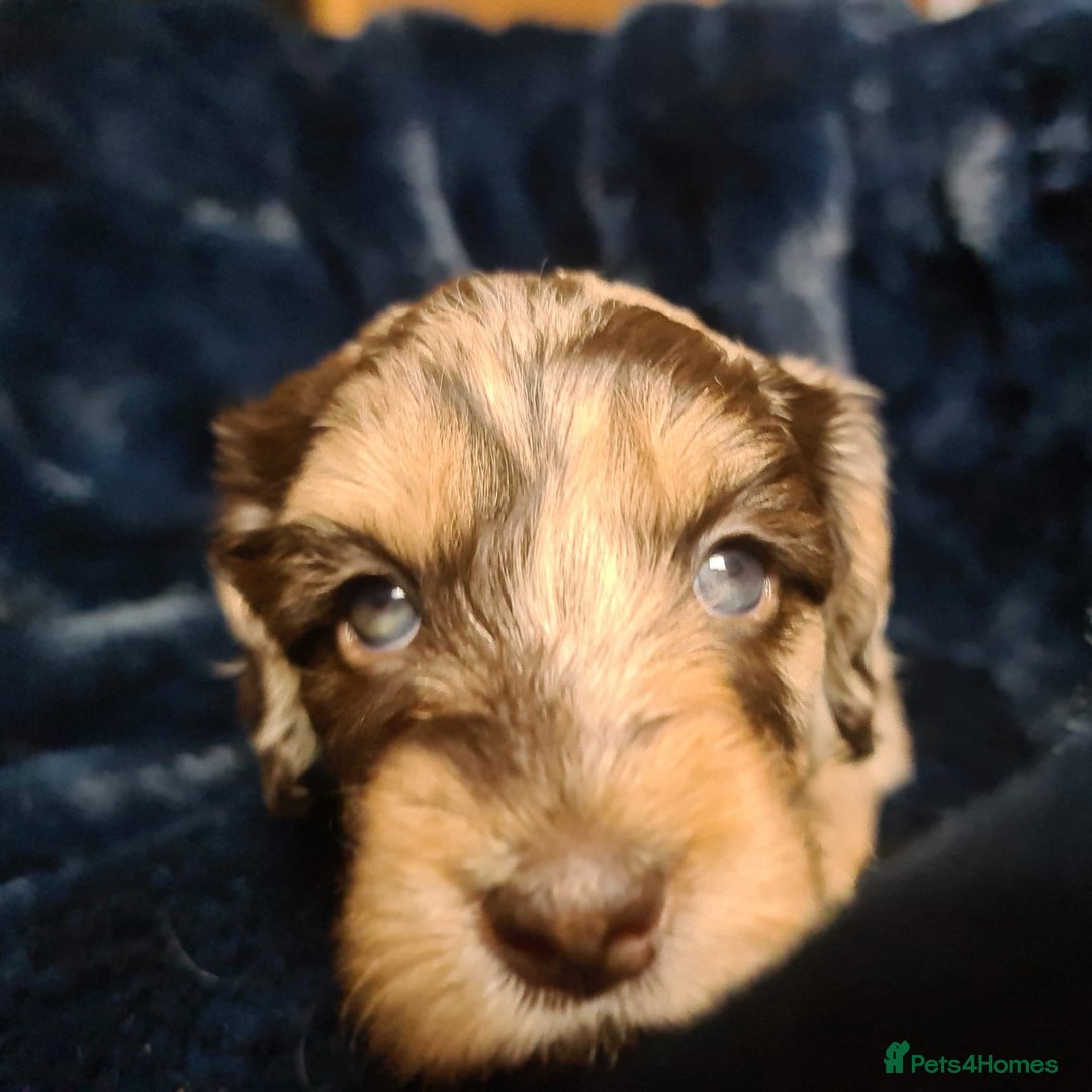 Cockapoo dogs for sale: Exceptional Cockapoo Puppies for Sale - Advert 10