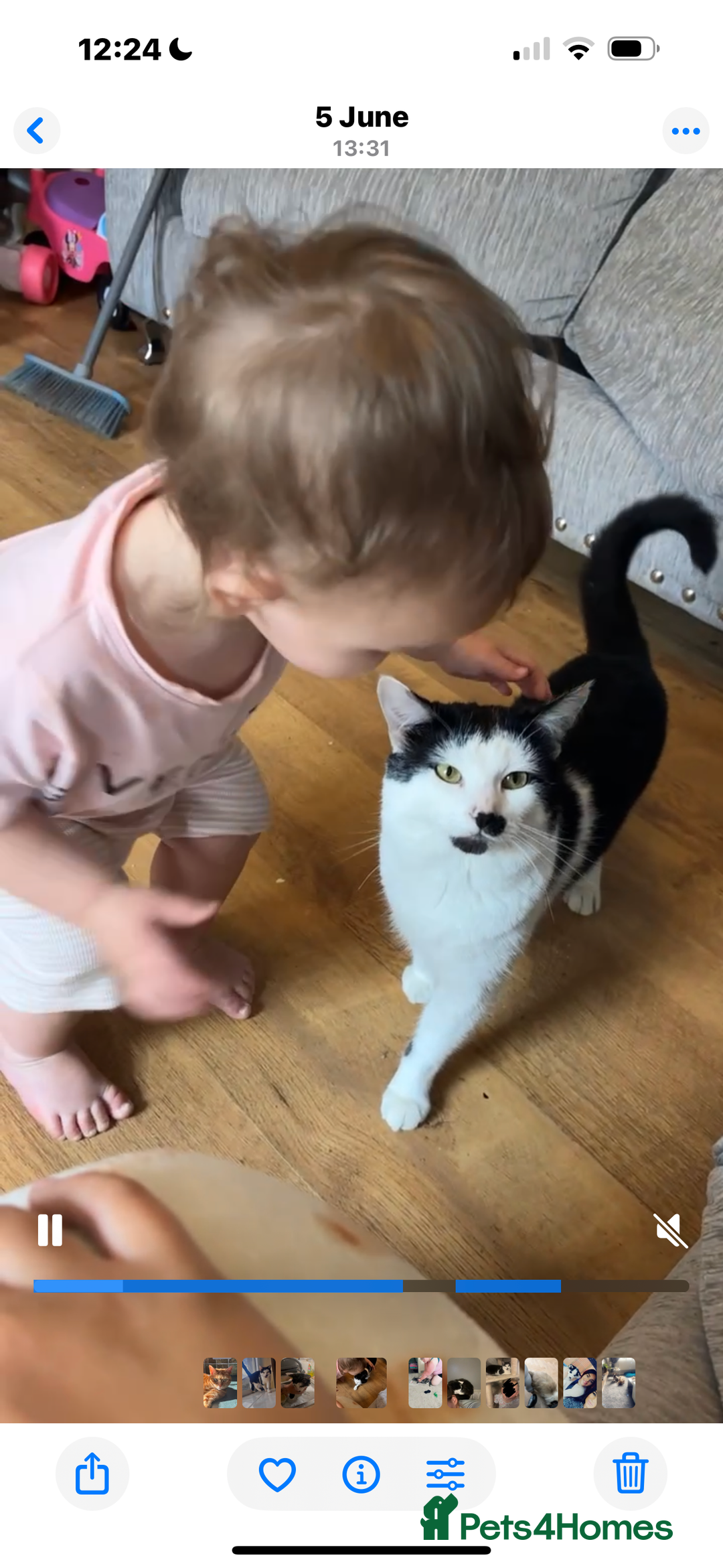 Mixed Breed cats for sale:  Mixed breed Tom cat - Image 4