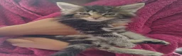 Maine Coon cats for sale: 4 Beautiful Full Maine Coon Kittens Ginger Girl - Advert 7