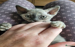 Devon Rex cats for sale: Beautiful GCCF Devon Rex kittens - Image 9