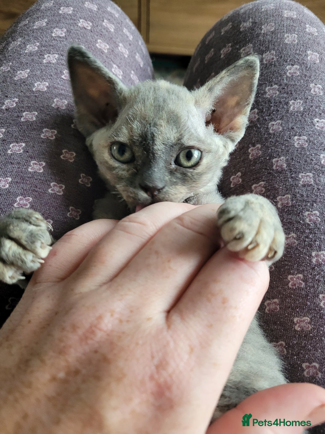 Devon Rex cats for sale: Beautiful GCCF Devon Rex kittens - Image 9