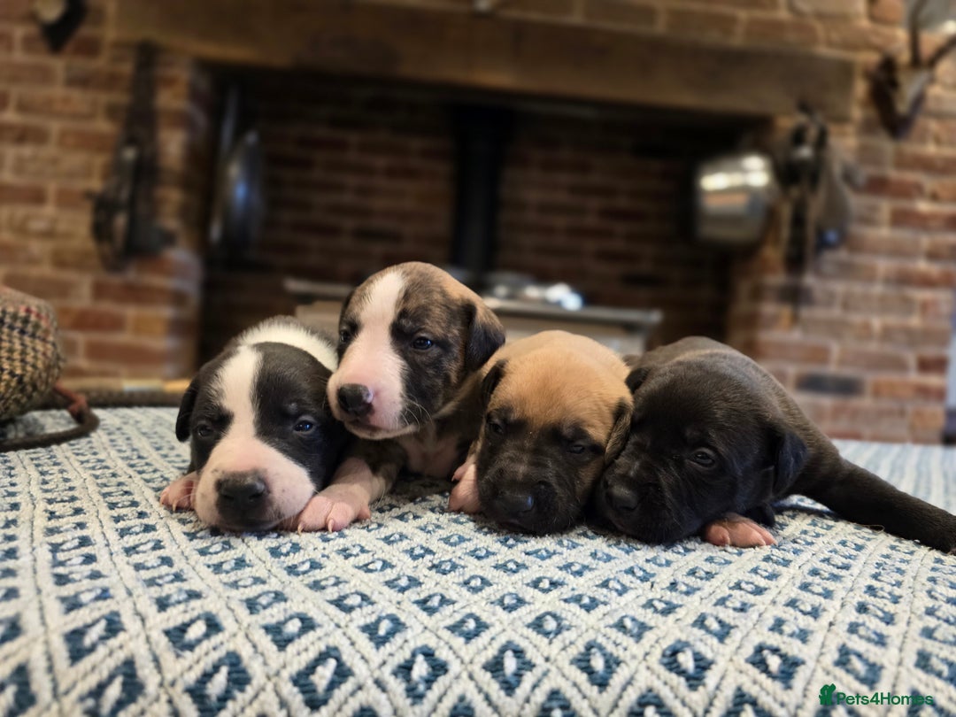 Whippet dogs for sale: Whippet litter.  One male left (badger) - Advert 5