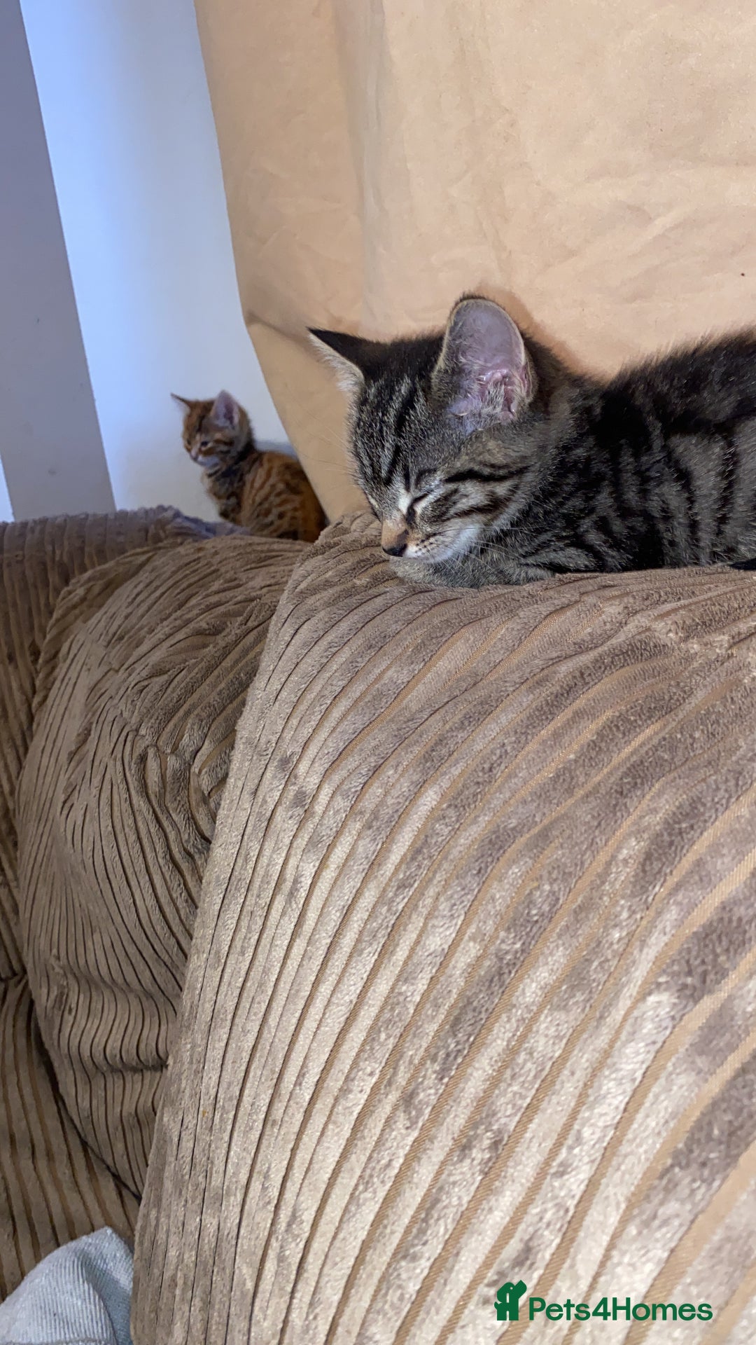 Mixed Breed cats for sale: Two female kittens read description - Advert 2