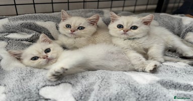 British Shorthair cats - Advert 3