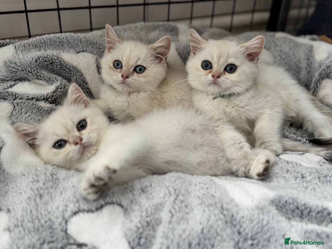 British Shorthair cats for sale: Champion sired Golden Colourpoint Kittens  - Image 3