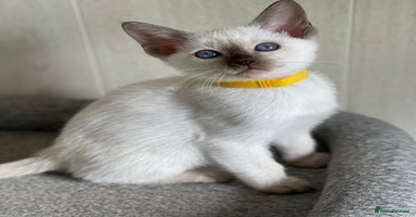 Siamese cats - Advert 5