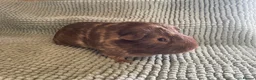 Guinea Pig rodents for sale: Adult Male Guinea pigs  - Advert 4