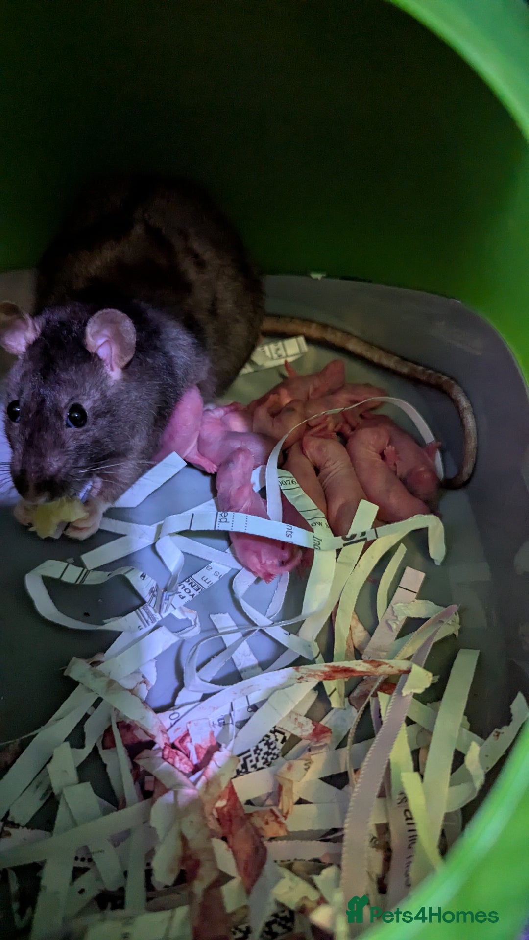 Rat rodents for sale: Baby rats mixed Dumbo and Rex - Image 2