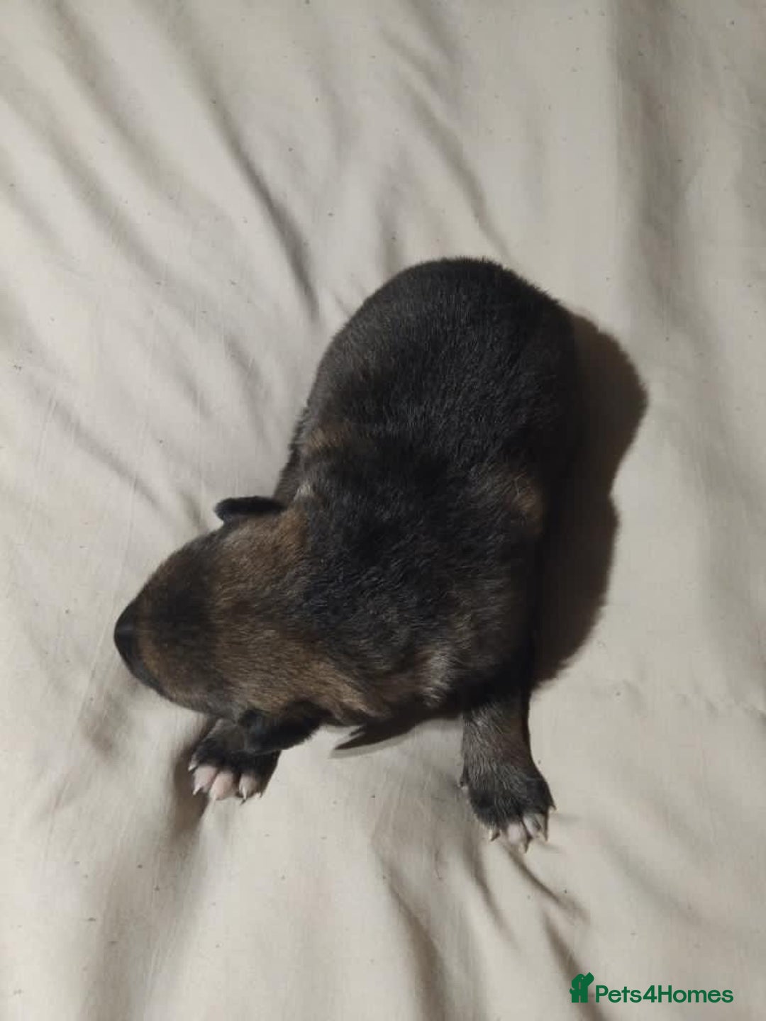 German Shepherd dogs for sale: German shepherd puppy’s kennel club registered  - Advert 37