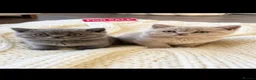 British Shorthair cats for sale: Two Gorgeous British Shorthair Kittens - Advert 1