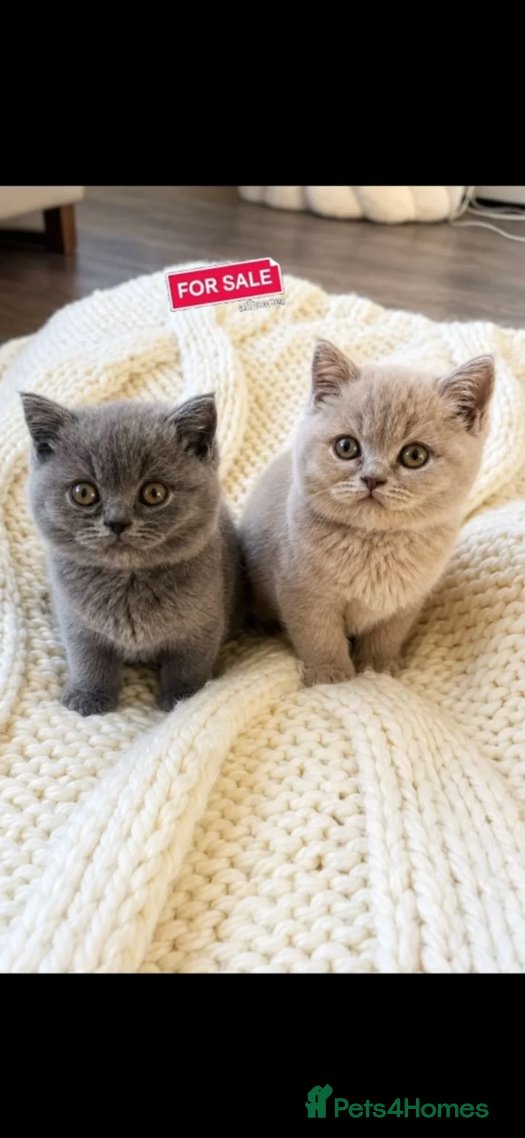 British Shorthair cats for sale: Two Gorgeous British Shorthair Kittens - Advert 1