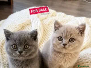 British Shorthair cats Two Gorgeous British Shorthair Kittens - Advert 1