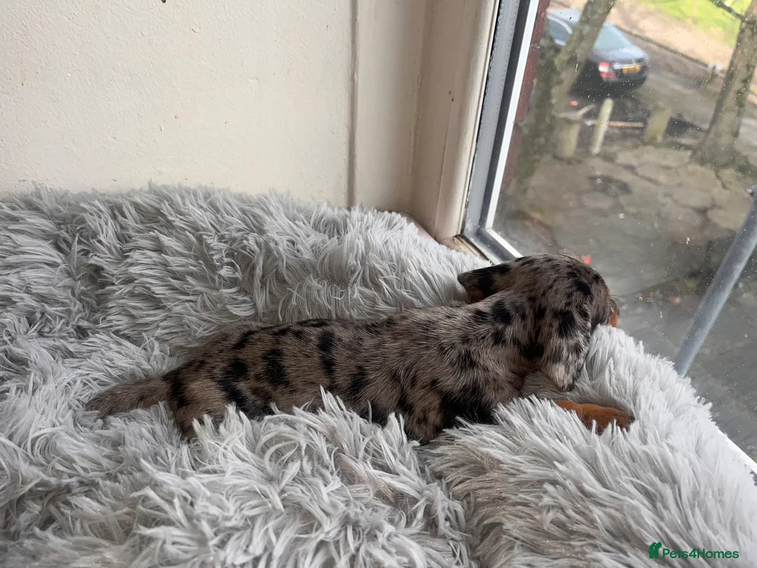 Miniature Dachshund dogs for sale: 🥰🐶MINIATURE DACHSHUND PUPPIE🥰🐶 - Advert 12