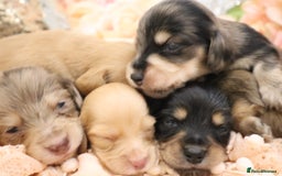 Miniature Dachshund dogs for sale: KC Longhair Miniature Dachshund Puppies - Image 36