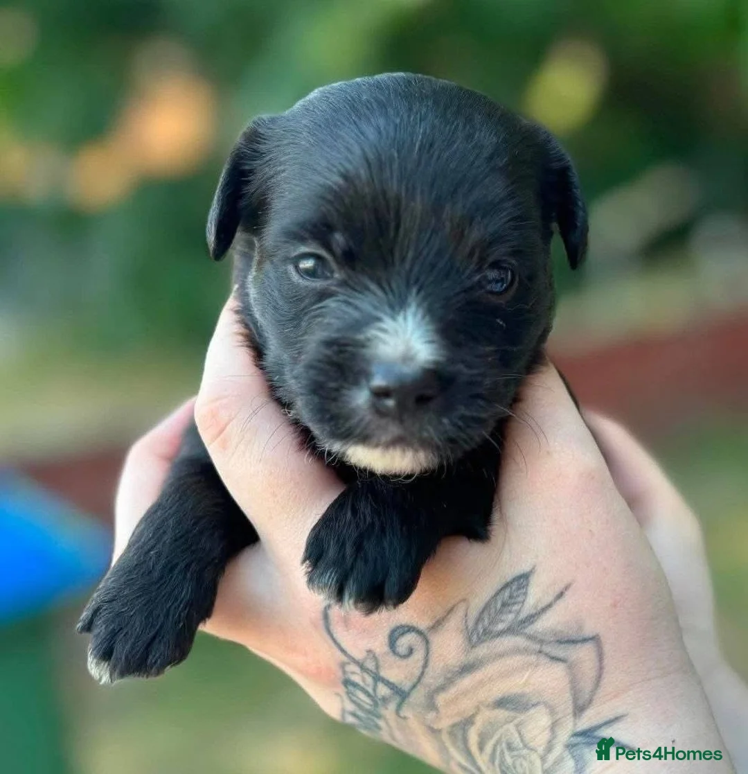 Mixed Breed dogs for sale: Beautiful Multipom/terrier puppies  - Advert 6