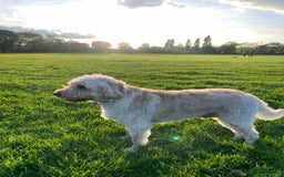 Labradoodle dogs for sale: Loving Home Wanted for 4-Year-Old Labradoodle - Image 3