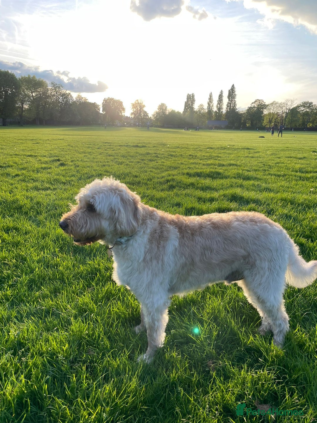 Labradoodle dogs for sale: Loving Home Wanted for 4-Year-Old Labradoodle - Image 3
